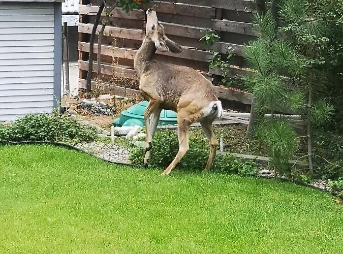 Cozy Knights Sheila Hotel Kelowna